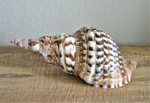 เปลือกหอยหอยทากขนาดใหญ่สำหรับงานหัตถกรรมการออกแบบตกแต่งภายในของตกแต่งทรัมเป็ตแอมโมไนต์ทรัมเป็ตธรรมชาติขนาดใหญ่ - Product Image 2