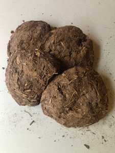 Estiércol de Vaca Orgánico, Exportadores de Polvo de Estiércol de Vaca, Proveedores de Estiércol, Fertilizante de Estiércol de Vaca a Granel en Todo el Mundo - Product Image 2