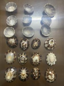 Concha de Lapa de conchas marinas a granel para exportación: una variedad de tamaños y formas - Product Image 4