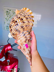 Conchas de Caracol Naturales y Conchas de Trompeta con Acabado Limpio para Decoración Artesanal y Uso en Decoración de Interiores - Product Image 3