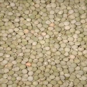 Venta al por mayor de guisantes verdes sin OGM, guisantes verdes partidoos, guisantes Tuar Dal verdes partidoos, guisantes Toor Dal verdes partidoos - Product Image 1