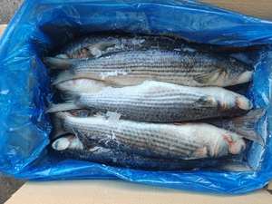 ปลากระเบนแปซิฟิกแช่แข็ง IQF บรรจุภัณฑ์แบบขายส่ง อายุการเก็บรักษา 12 เดือน ราคาถูก - Product Image 2