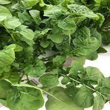 Immuno arugula แห้ง/สะอาดเพิ่มภูมิคุ้มกันจากพืช - Product Image 2