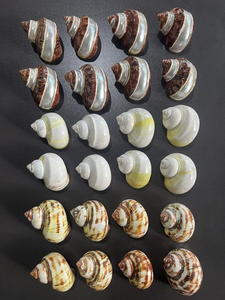 Venta al por mayor, decoración de playa, conchas de mar mixtas naturales, artesanía, conchas de mar, conchas de mar, fabricación de joyas chapadas para manualidades y recuerdos - Product Image 4