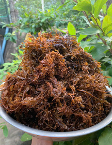 สาหร่ายซาร์กาซัมแห้งจำนวนมาก สาหร่ายสีน้ำตาลตากแห้งด้วยแสงแดด สำหรับการสกัดอัลจิเนตในอุตสาหกรรมและอาหารสัตว์ - Product Image 5