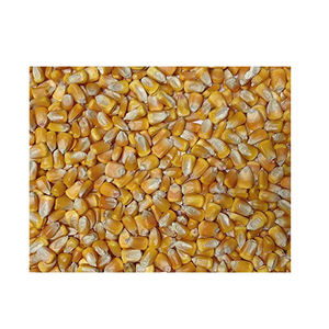 Maíz amarillo para alimentación Animal, no GMO, para consumo humano, Brasil, venta al por mayor - Product Image 4