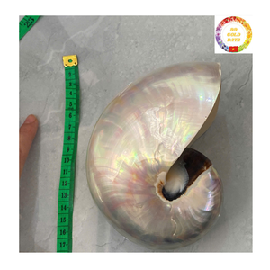 Concha Nautilus con cámara, concha marina espiral Natural decorativa pulida para arte marino inspirado en el océano, decoración de lujo para el hogar - Product Image 2