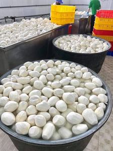 Suministro a granel de raíz de taro congelada para el mercado global - Product Image 3