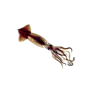 Calmar illex congelé en vrac prêt à l'exportation avec assurance qualité constante - Product Image 6