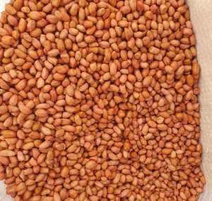 Cacahuetes crudos al por mayor de alta calidad 100% naturales y frescos - Product Image 2