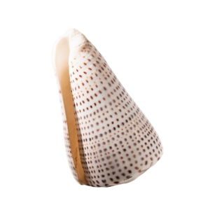 Cono de Caracol Seashell hecho a mano adorno artesanal Natural para decoración costera del hogar e ideas de regalos únicas - Product Image 1