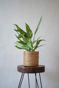 Elegante jardinera de ratán para plantas de interior, balcón exterior, jardín, patio y elegante decoración del hogar con textura tejida natural - Product Image 3