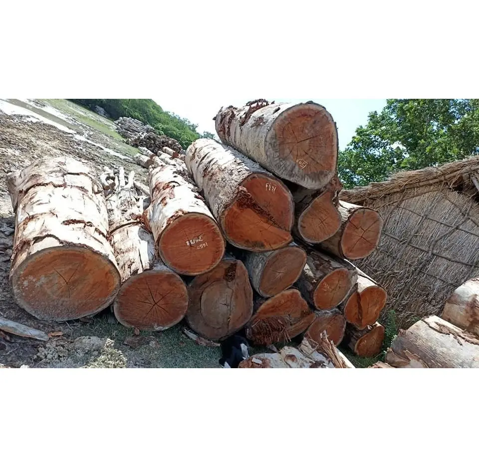 Export bereit in loser Schüttung Hartholz Holz material Fabrik preis Holzstämme Zum Verkauf Eukalyptus Holzstämme