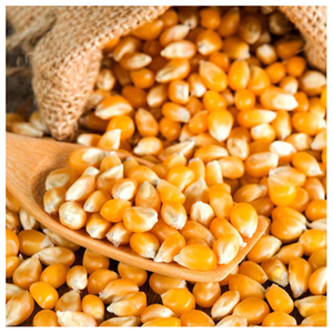 ข้าวโพดอบแห้งข้าวโพดสีขาวข้าวโพดหวานสำหรับอาหารสัตว์ขายส่ง - Product Image 5