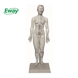 48: نموذج نقاط الوخز بالإبر للإناث العلوم الطبية نموذج التعليم بالوخز بالإبر البشري - Product Image 1