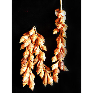 Concha de Tessell Brown, Joyería de Conchas Marinas, Tamaño 100 cm, Producto Artesanal Natural - Product Image 1