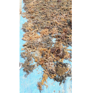 กระดูกอ่อนสาหร่ายอบแห้งกรอบนุ่มปรุงรสส่วนผสมที่สมบูรณ์แบบสำหรับใช้ในชีวิตประจำวันในรูปแบบต่างๆบรรจุกล่อง - Product Image 5