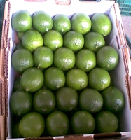 Verse Vietnam Pitloze Limoen Premium Kwaliteit Groene Limoenen Bulkvoorraad Voor Export Culinaire Voedselmarkt Groothandel Drank