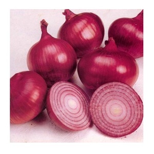 Proveedor de Cebollas Rojas Frescas 100% Puras al por Mayor - Product Image 2