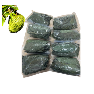 Té de Hoja de Guanábana de Calidad de Exportación de Fábrica Combinado con Polvo de Guanábana, Empaquetado al Vacío a Granel, Ofrece Precio Competitivo - Product Image 1