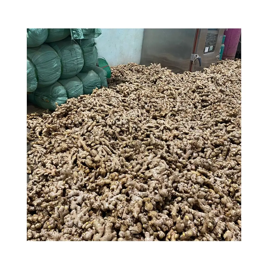 WHOLESALES High Quality Fresh Elephant Ginger From Vietnam FRESH GINGER WITH HIGH QUALITY