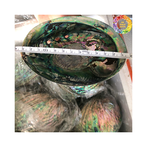 Concha de abulón Natural Premium para suministros de artesanía, concha de mar, regalo hecho a mano, artesanías naturales, concha marina, decoración del hogar, blanco y azul - Product Image 6