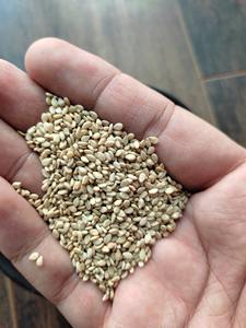 99.9% Pure White Sesame <b>Seeds</b> ECO EXPORT Brand Indian Origin Bulk Drum <b>Packaging</b> Wholesale Prices - Product Image 2