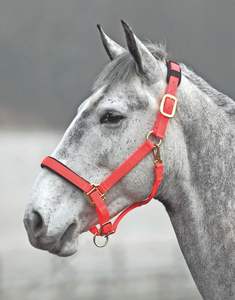 Vente en gros équitation licou Premium Nylon cheval Headstall produits équins cheval licou bride tête collier - Product Image 5