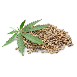 Fornitore di Semi di Canapa Industriale Biologica Non OGM Naturali Essiccati Grado J Yuma Han per Ricerca Agricola Produzione di Olio Germinazione - Product Image 1