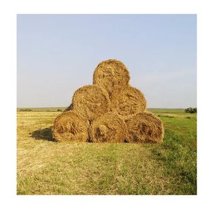 Pacas de heno de alfalfa de la mejor calidad doblemente comprimidas del mejor proveedor de forraje animal de Pakistán - Product Image 4