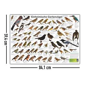 Póster de Aves de Jardín NATIVE DIN A1, diseño alemán para entusiastas de la observación de aves en el patio trasero - Product Image 5