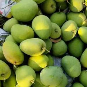 Mango Puro y Natural Grado AA 100% Fresco Compra al por Mayor de la Mejor Calidad - Product Image 2