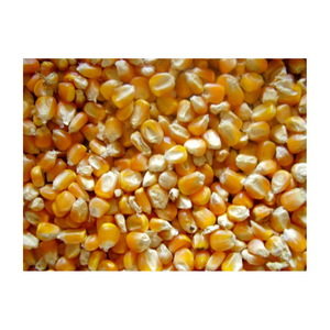 Maïs jaune/maïs jaune pour la consommation humaine, maïs jaune/maïs jaune pour l'alimentation animale, pop-Corn - Product Image 2