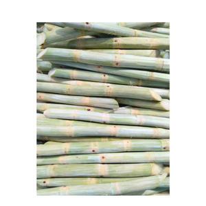 อ้อยหวานแช่แข็งแสนอร่อยจากเวียดนาม เหมาะสำหรับร้านสมูทตี้ ร้านชานมไข่มุก และการผลิตเครื่องดื่ม - Product Image 2