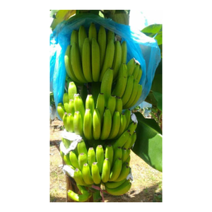 Bananes fraîches bananes délicieuses et nutritives pour l'exportation du Vietnam - Product Image 6