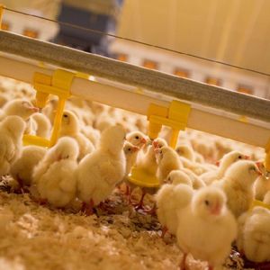 Équipement d'alimentation de volaille équipement d'alimentation de volaille automatique pour ferme de poulet fabriquée au Vietnam - Product Image 5