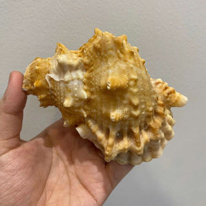 เปลือกหอยวัสดุจากมหาสมุทรเวียดนามเหมาะสำหรับงานหัตถกรรมที่สร้างสรรค์การตกแต่งของที่ระลึกและการใช้เครื่องประดับ - Product Image 4