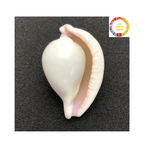 Vente en gros de coquillages cauris blanc naturel idéal pour la fabrication de bijoux et la décoration de fêtes à la plage - Product Image 3