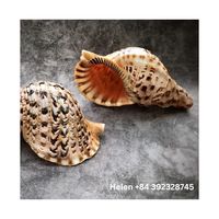 TRITION Natural Collection Coquille de mer de taille géante Coquillage de trompette de haute qualité pour la décoration de la maison