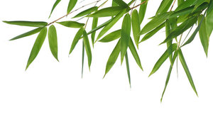 Follas de Bambú Secas Ecológicas para Decoración Tropical y Uso en Restaurantes - Product Image 6