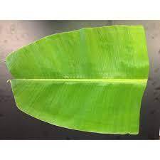 FEUILLES DE BANANE POUR NOTRE ENVIROMENT-FEUILLES DE BANANE CONGELÉES/FRAÎCHES/SÉCHÉES ENVELOPPANT LES ALIMENTS - Product Image 5