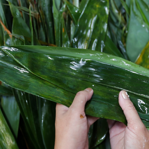 Ms Hana-Hoja de bambú espumada, embalaje biodegradable desechable para pastel - Product Image 3