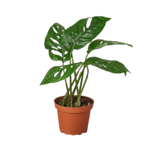Vente en gros de pots de plantes en plastique personnalisables pour l'extérieur Volume Couleur Options Prix compétitifs pour le jardin Vietnam - Product Image 4