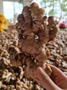 Strong flavor fresh ginger in <b>mesh</b> <b>bag</b> or carton packing suitable for export food production and fresh vegetable distribution - Product Image 5
