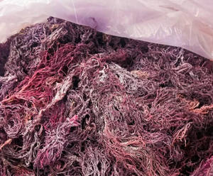 Seamoss salvajes naturales de Vietnam/seamoss secos púrpura-dorado/Sra. Beatrix - Product Image 1