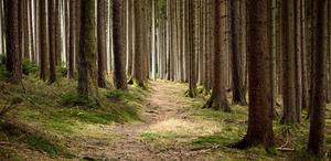 เม็ดไม้สนทำโดย Natura Pine สำหรับทำอาหารไม่มีกาวเส้นผ่านศูนย์กลาง: เม็ดไม้สน6มม - Product Image 4