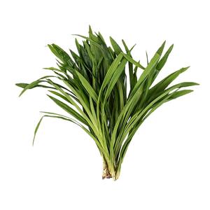 Hoja de pandan seca de excelente calidad a granel con el precio más bajo, hojas de pandan listas para exportar - Product Image 1