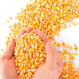 Maíz amarillo de grado 2 para alimentación humana y animal a la venta - Product Image 1