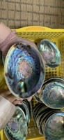 Coquille d'ormeau naturelle sélectionnée à la main du Vietnam, idéale pour l'art créatif, les bijoux en résine et les objets décoratifs.