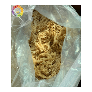 Algas secas naturales Eucheuma Cottonii, musgo de mar irlandés dorado, sargazo para gel Seamoss, sin sal, suministro a granel de 25kg - Product Image 1